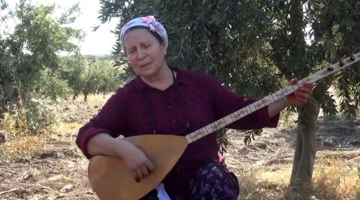 Osmaniye'de zeytin hasadı başladı