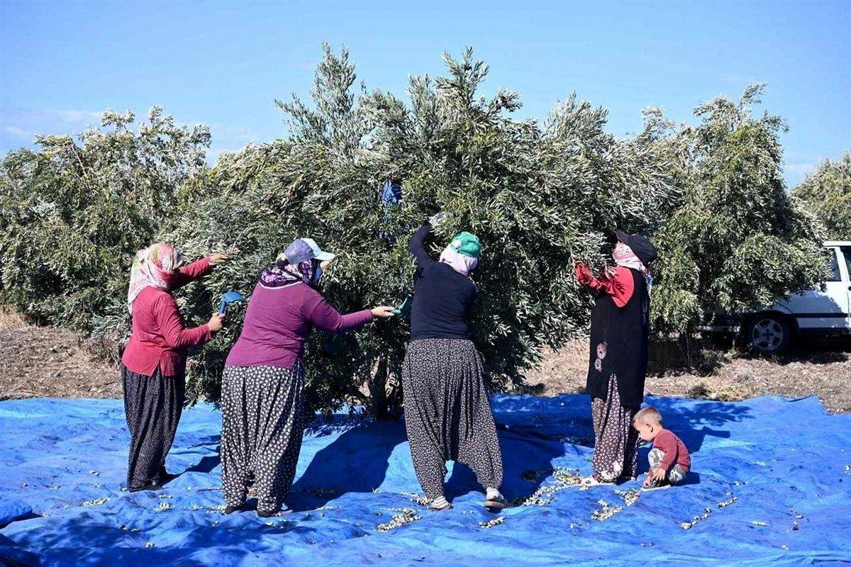 Osmaniye'de zeytin hasadı başladı