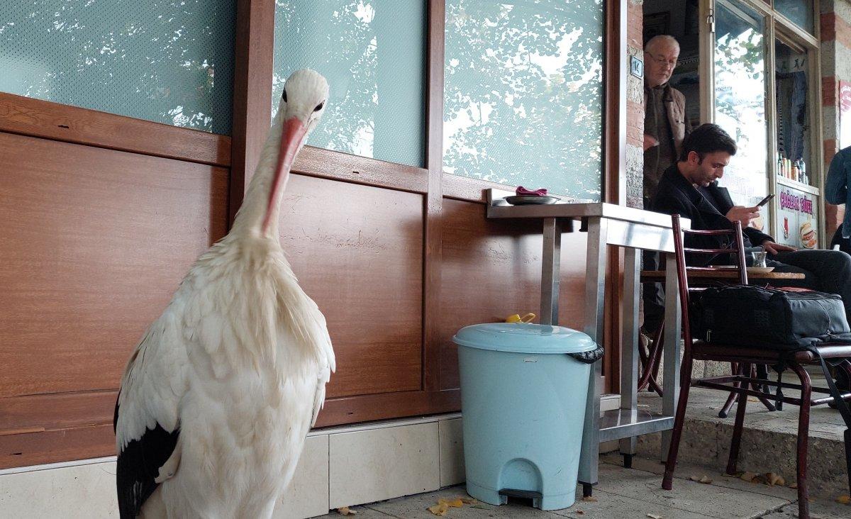 Tekirdağ'da göç yolundaki leylek, esnafa sığınıp göçü unuttu