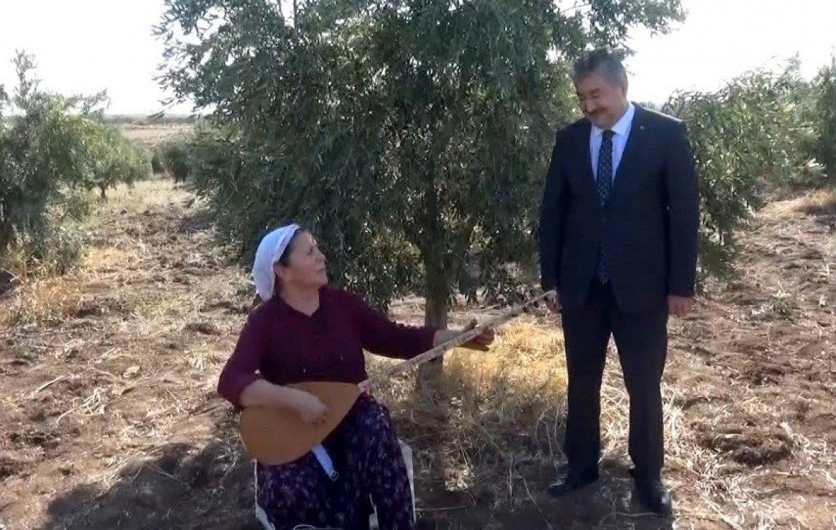 Osmaniye'de zeytin hasadı başladı