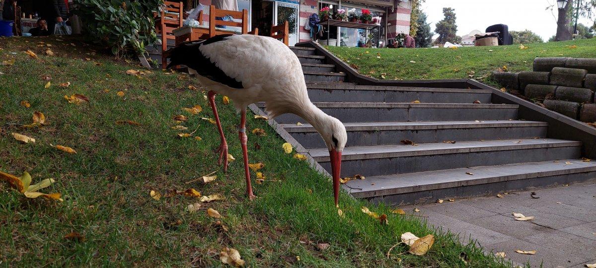Tekirdağ'da göç yolundaki leylek, esnafa sığınıp göçü unuttu