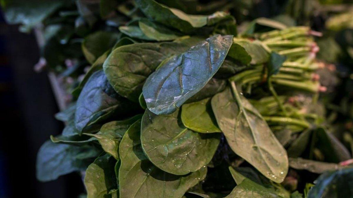 Ispanak ile benzeşen zehirli güzel avrat otu nasıl fark edilir