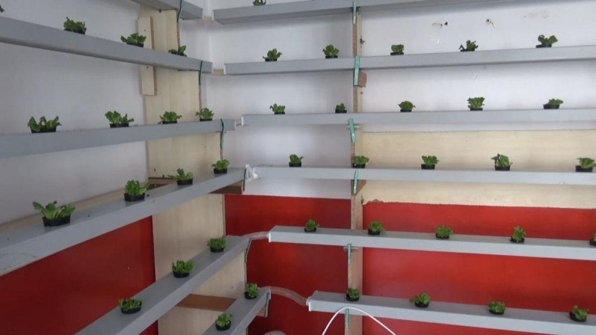 Sinop'ta çiğ köfteci, duvarda marul yetiştiriyor