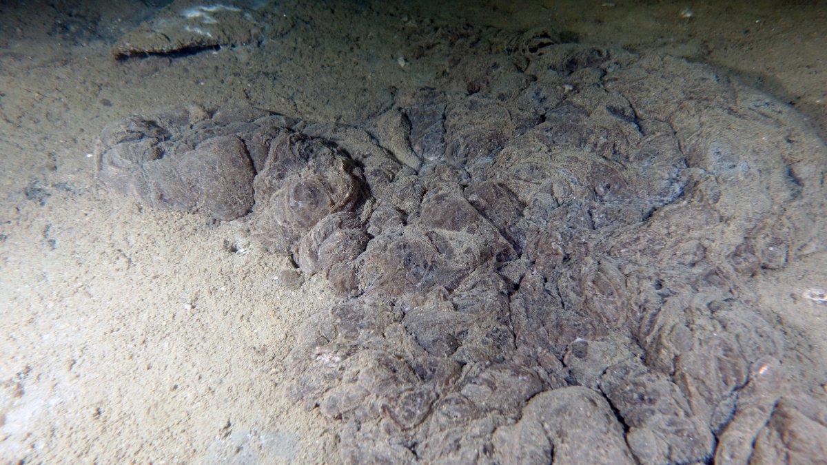 Marmara Denizi soğuyamadı, müsilaj tehlikesi devam ediyor