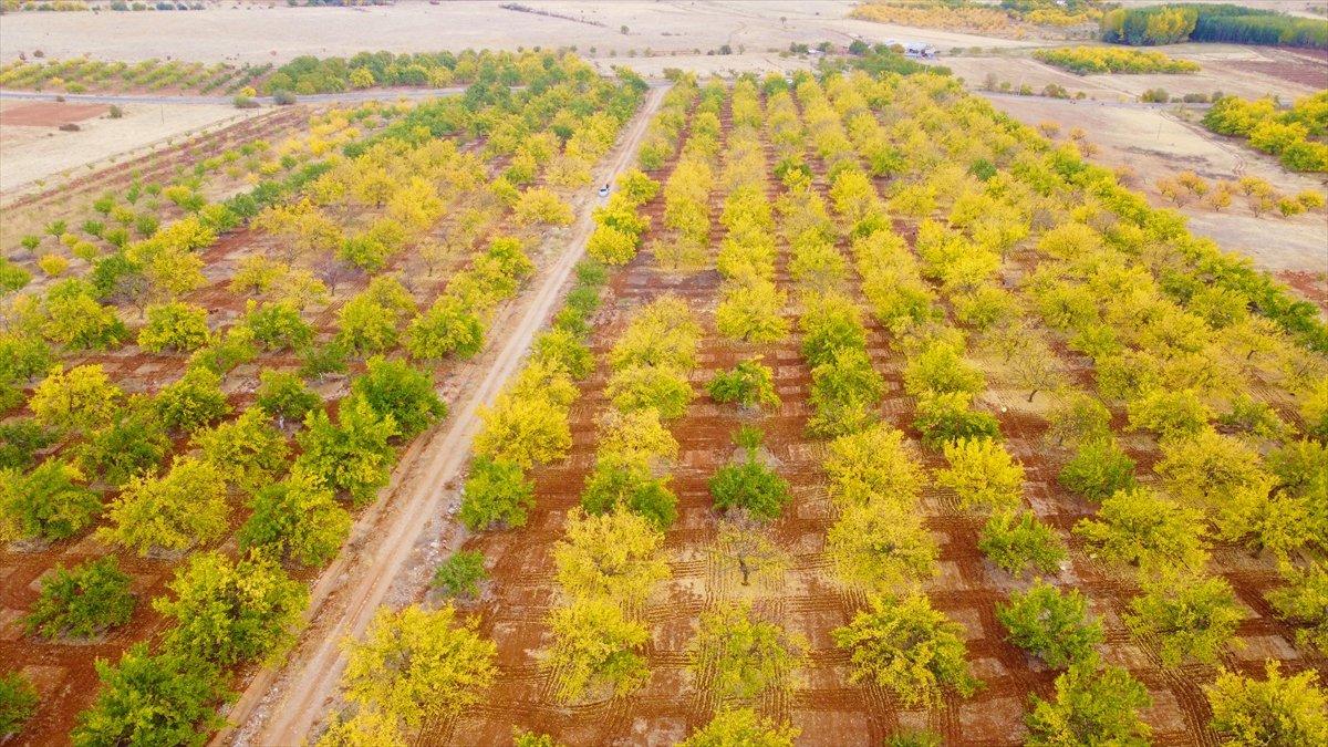 Malatya'daki kayısı ağaçları sonbaharda görsel şölen sunuyor
