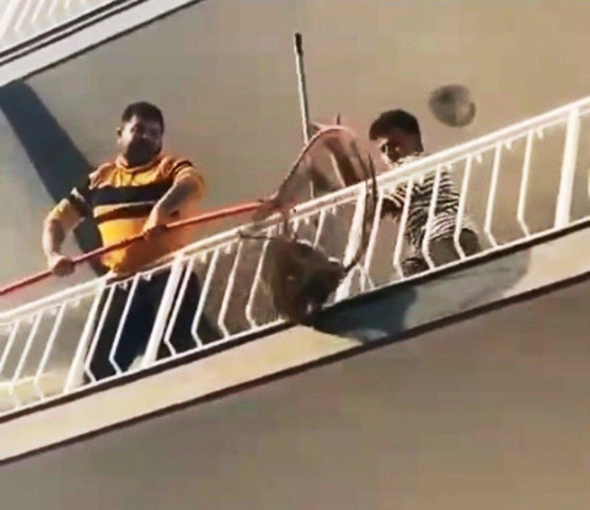 Aydın'da evden kaçan maymun kamerada