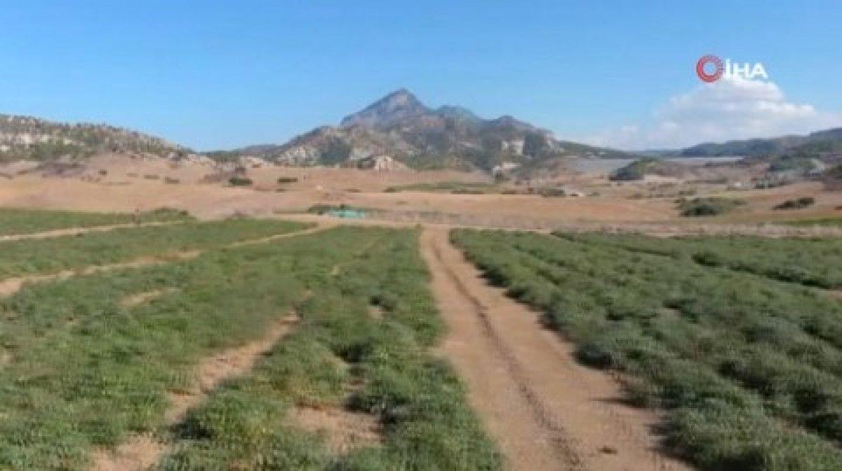 Türkiye'nin KKTC'ye gönderdiği can suyu 50 yıl yetecek