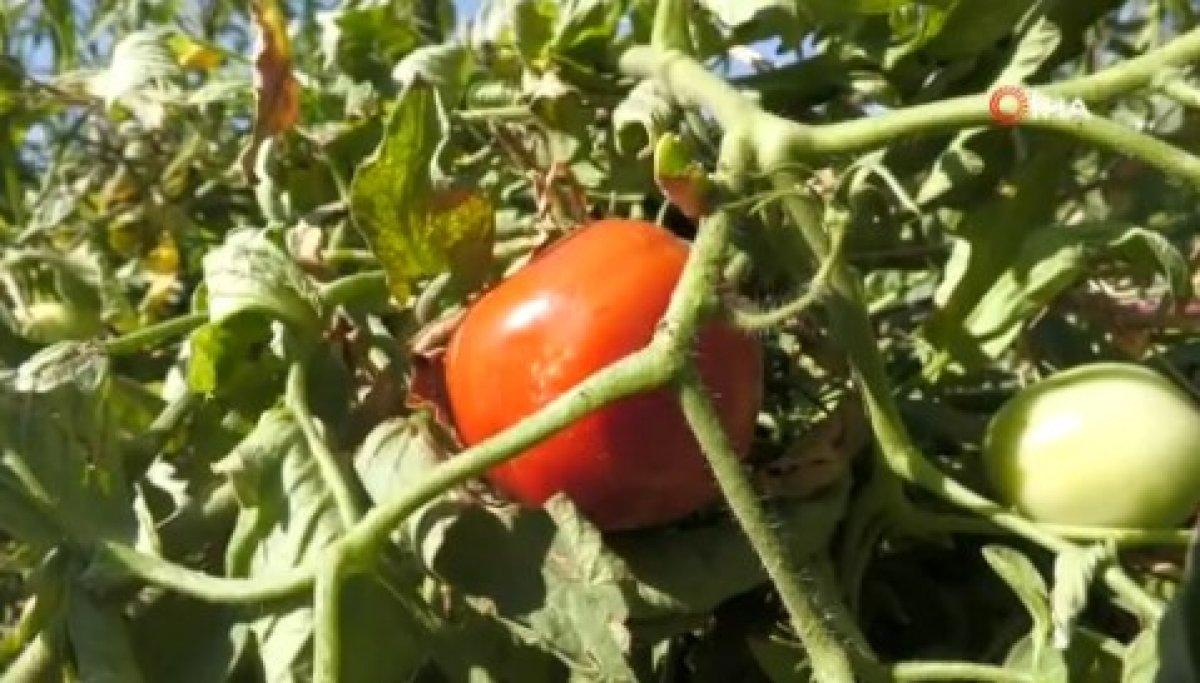 Türkiye'nin KKTC'ye gönderdiği can suyu 50 yıl yetecek