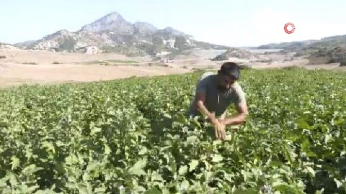 Türkiye'nin KKTC'ye gönderdiği can suyu 50 yıl yetecek
