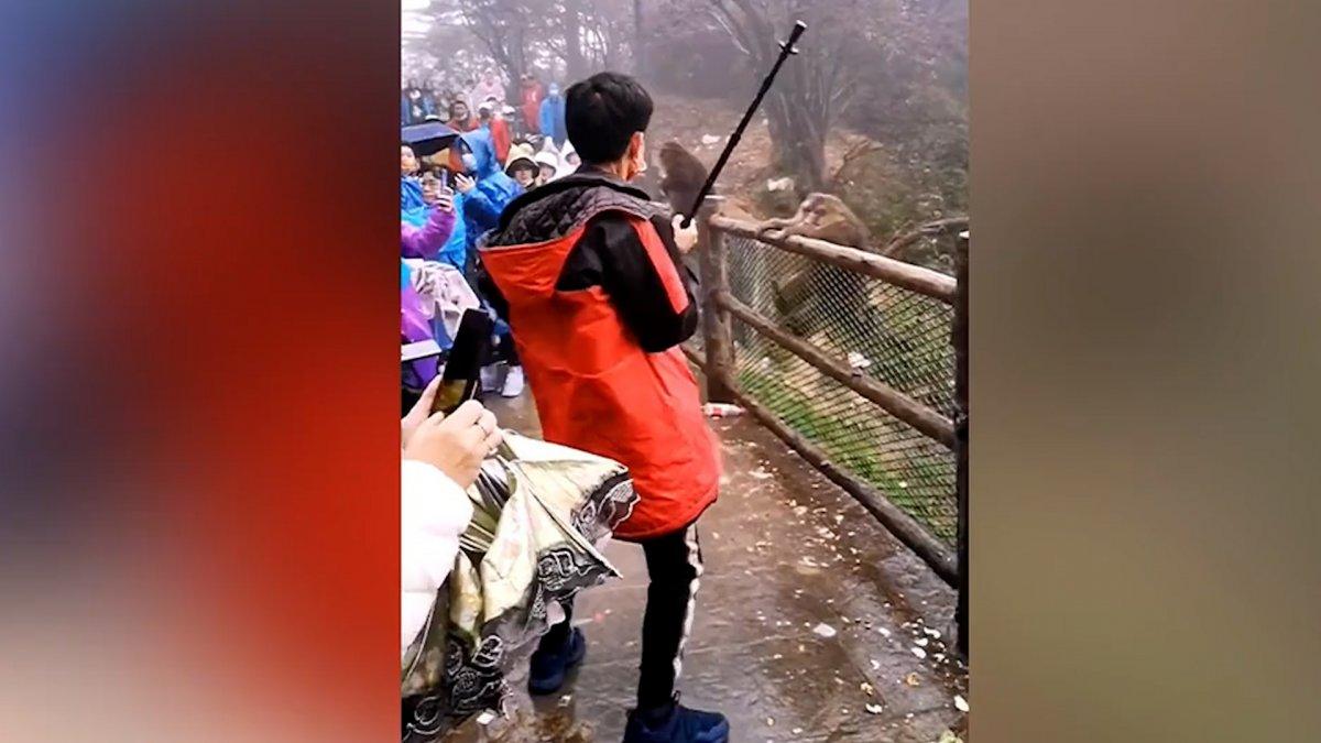 Çin'deki maymun, turistin çantasını çalmaya çalıştı