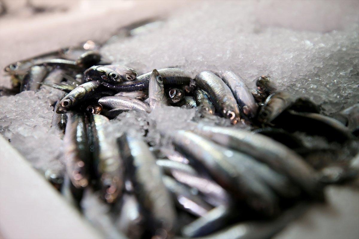 Karadeniz'de hamsi, yüzleri güldürüyor