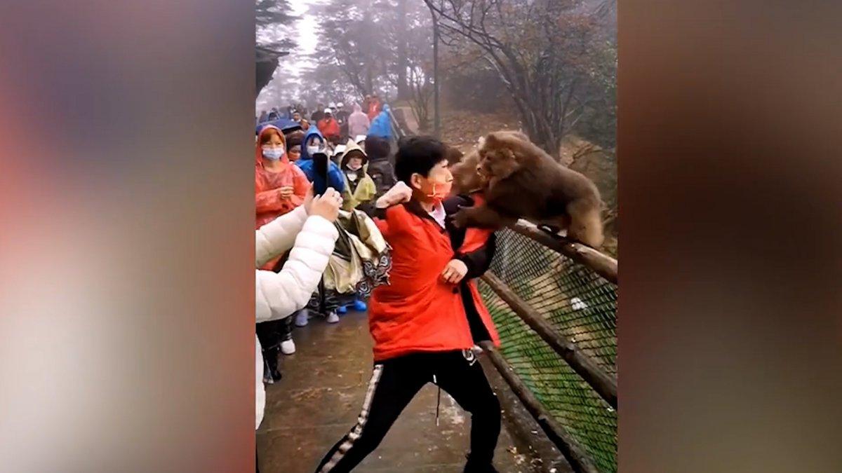 Çin'deki maymun, turistin çantasını çalmaya çalıştı