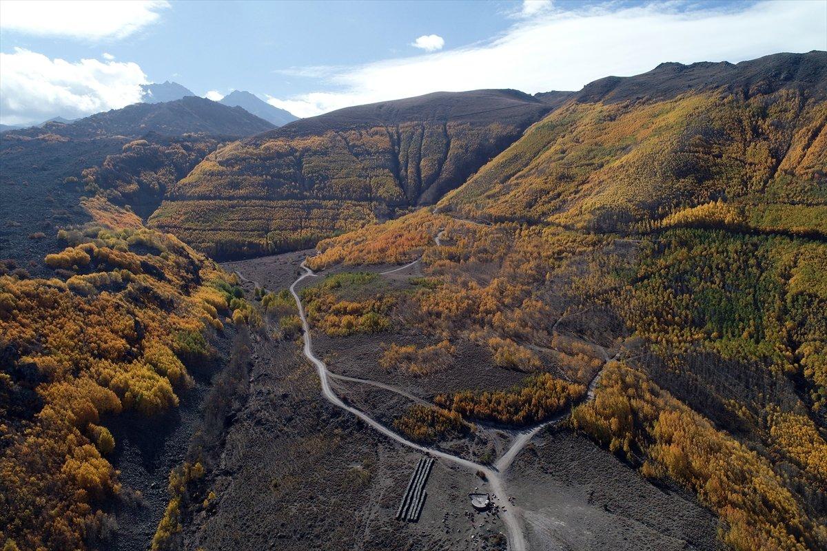 Kayseri'de titrek kavaklar, renkleriyle büyülüyor