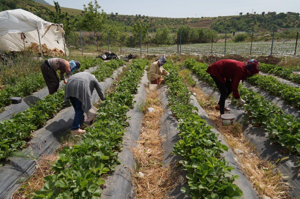 Sason çileğinde son hasat