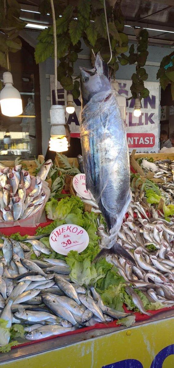 Karadeniz'de toriğin tanesi 300 liraya satılıyor