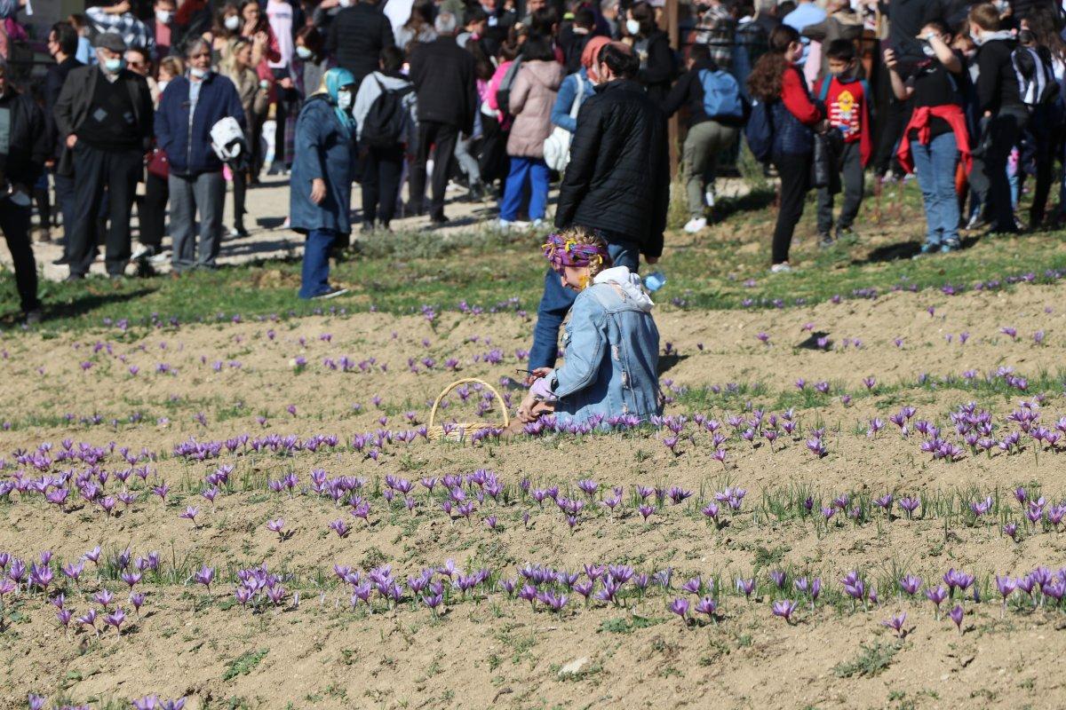 Safranbolu'da safran hasadı