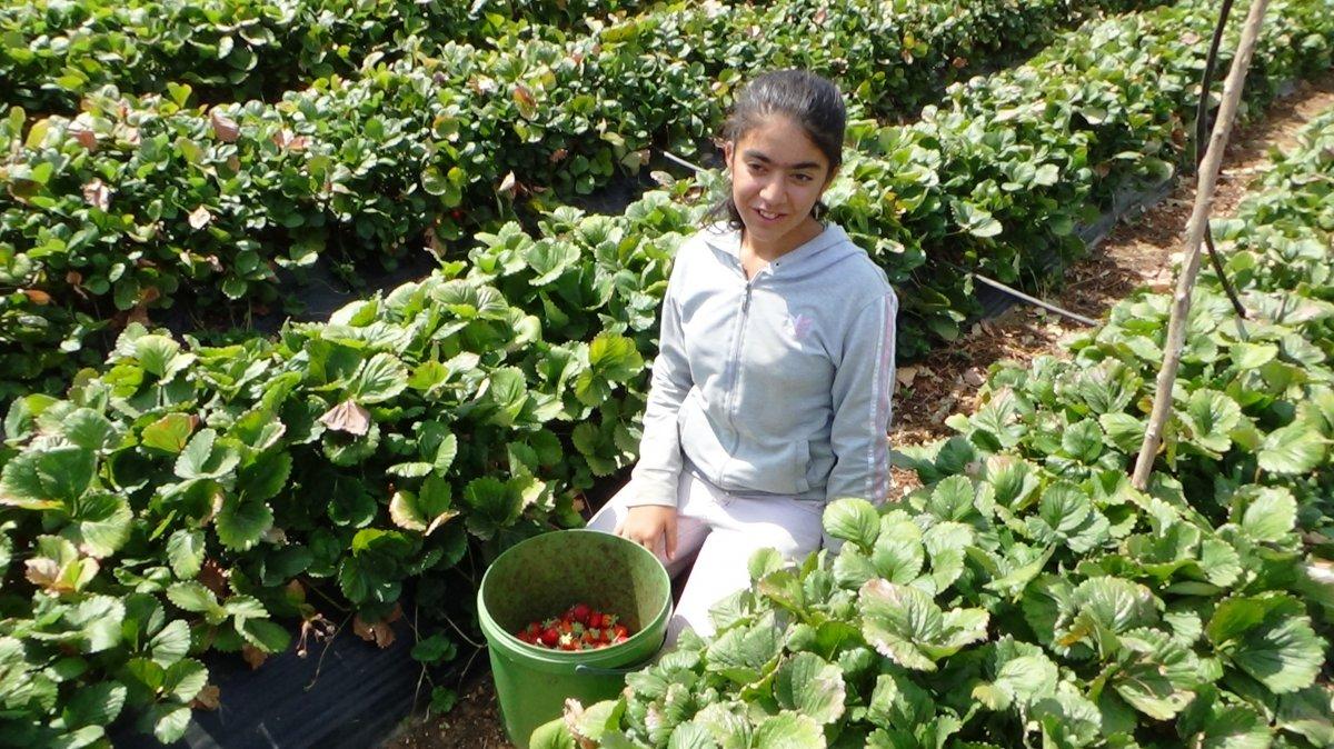 Sason çileğinde son hasat