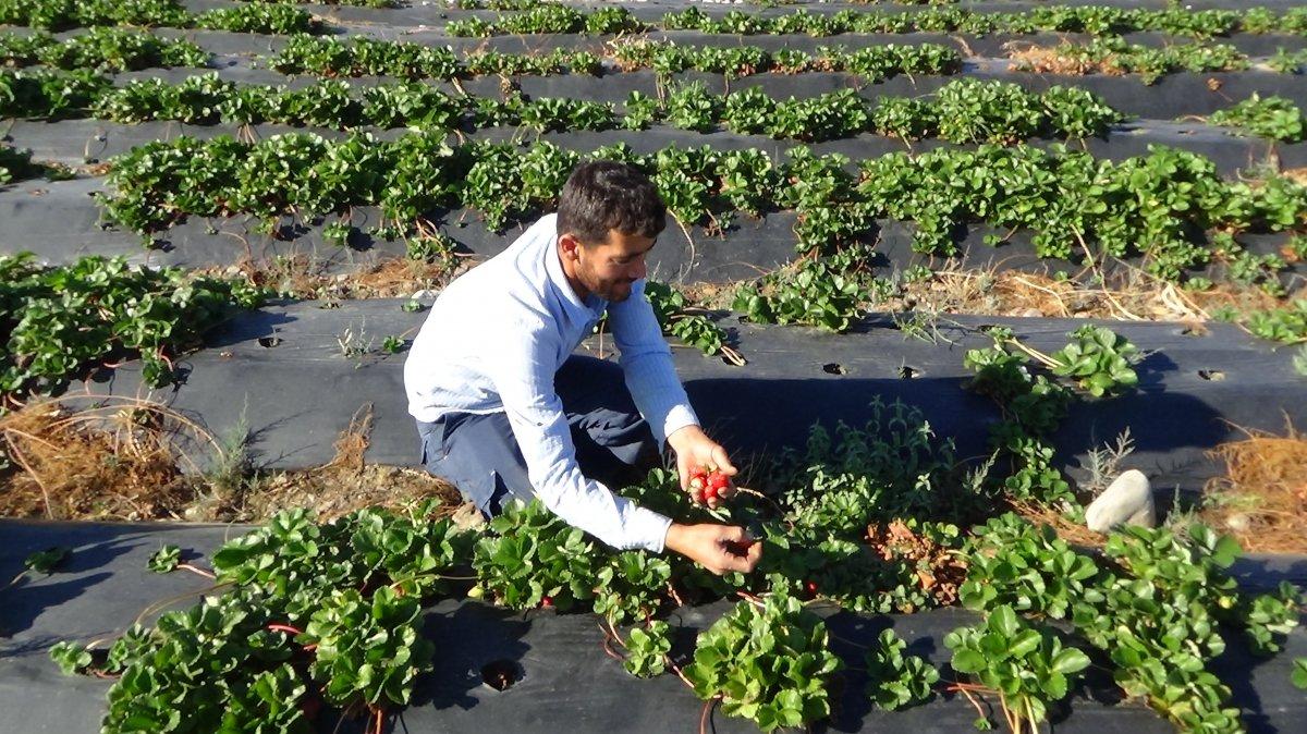 Sason çileğinde son hasat