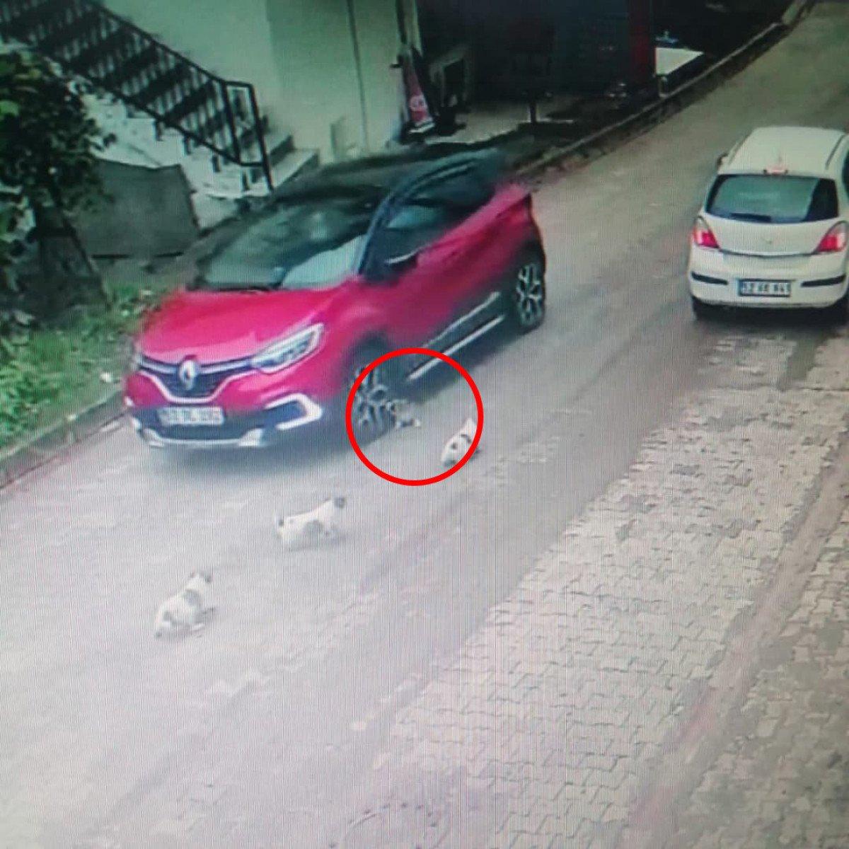 Ordu'da yavru köpeği ezip, yoluna devam etti