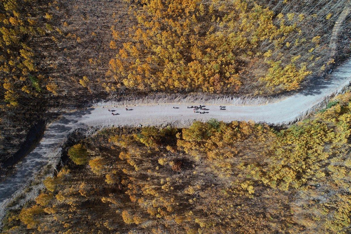 Kayseri'de titrek kavaklar, renkleriyle büyülüyor