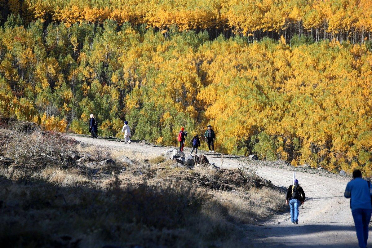 Kayseri'de titrek kavaklar, renkleriyle büyülüyor