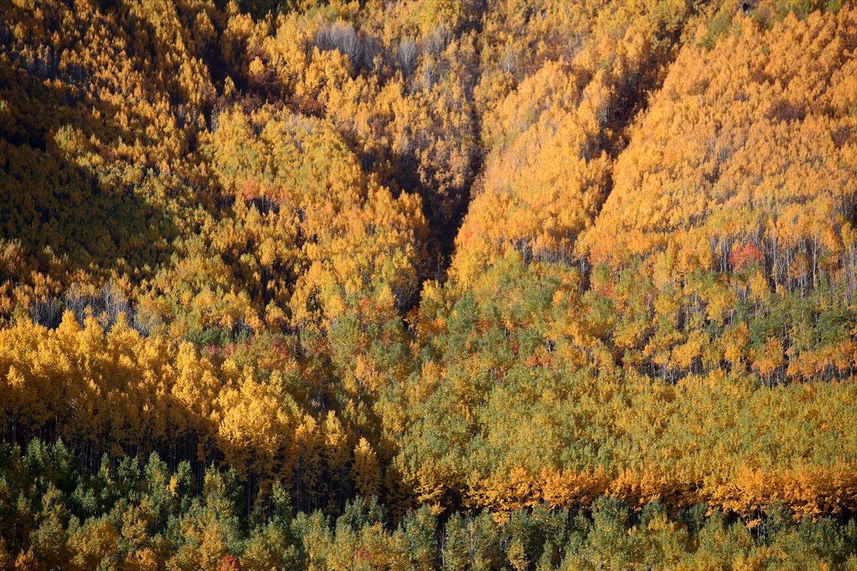 Kayseri'de titrek kavaklar, renkleriyle büyülüyor