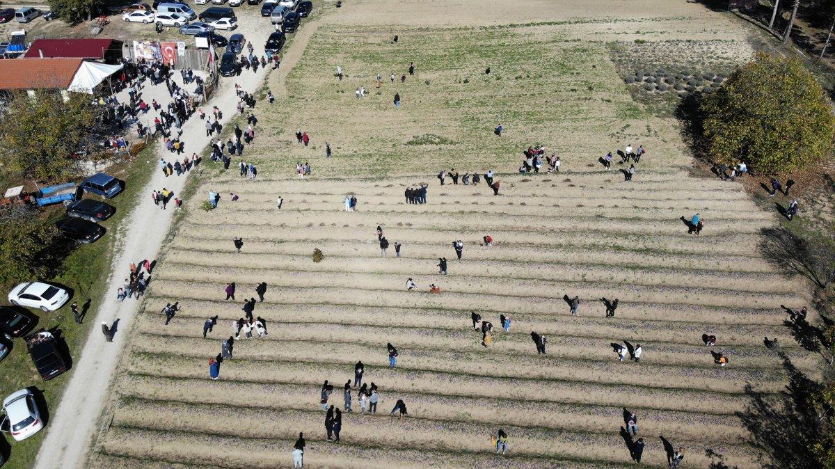 Safranbolu'da safran hasadı