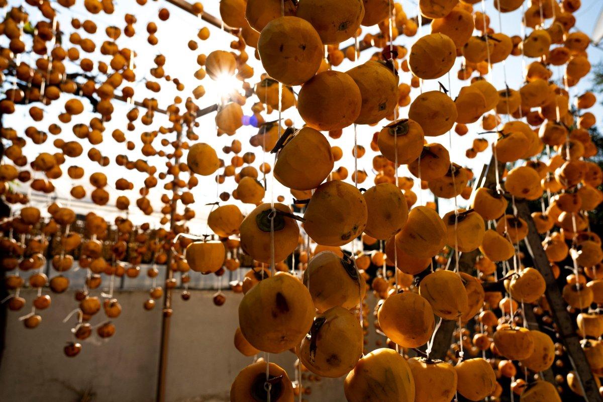 Cennet elması Manisa'nın yeni geçim kaynağı