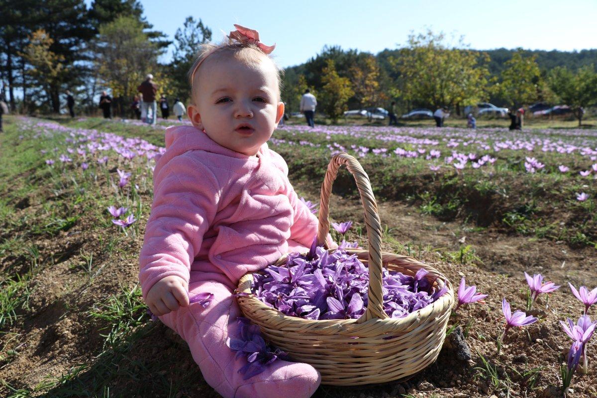 Safranbolu'da safran hasadı