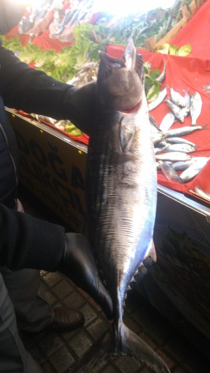 Karadeniz'de toriğin tanesi 300 liraya satılıyor