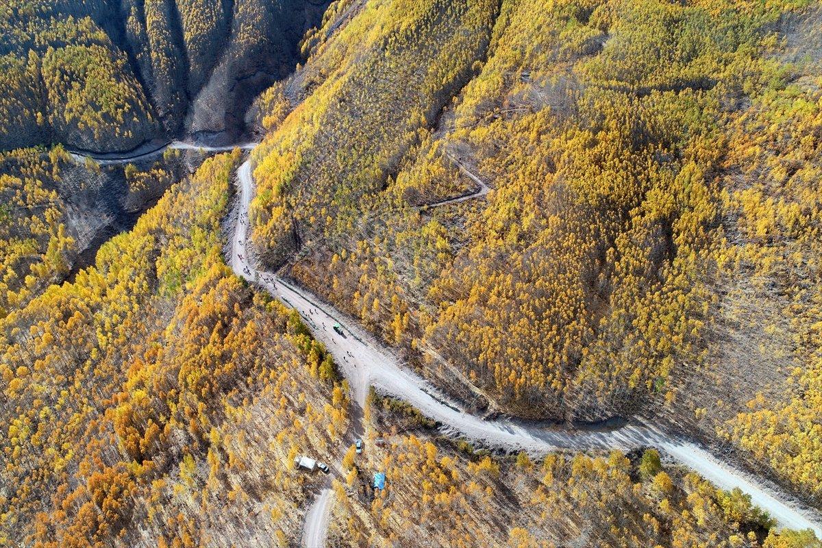 Kayseri'de titrek kavaklar, renkleriyle büyülüyor
