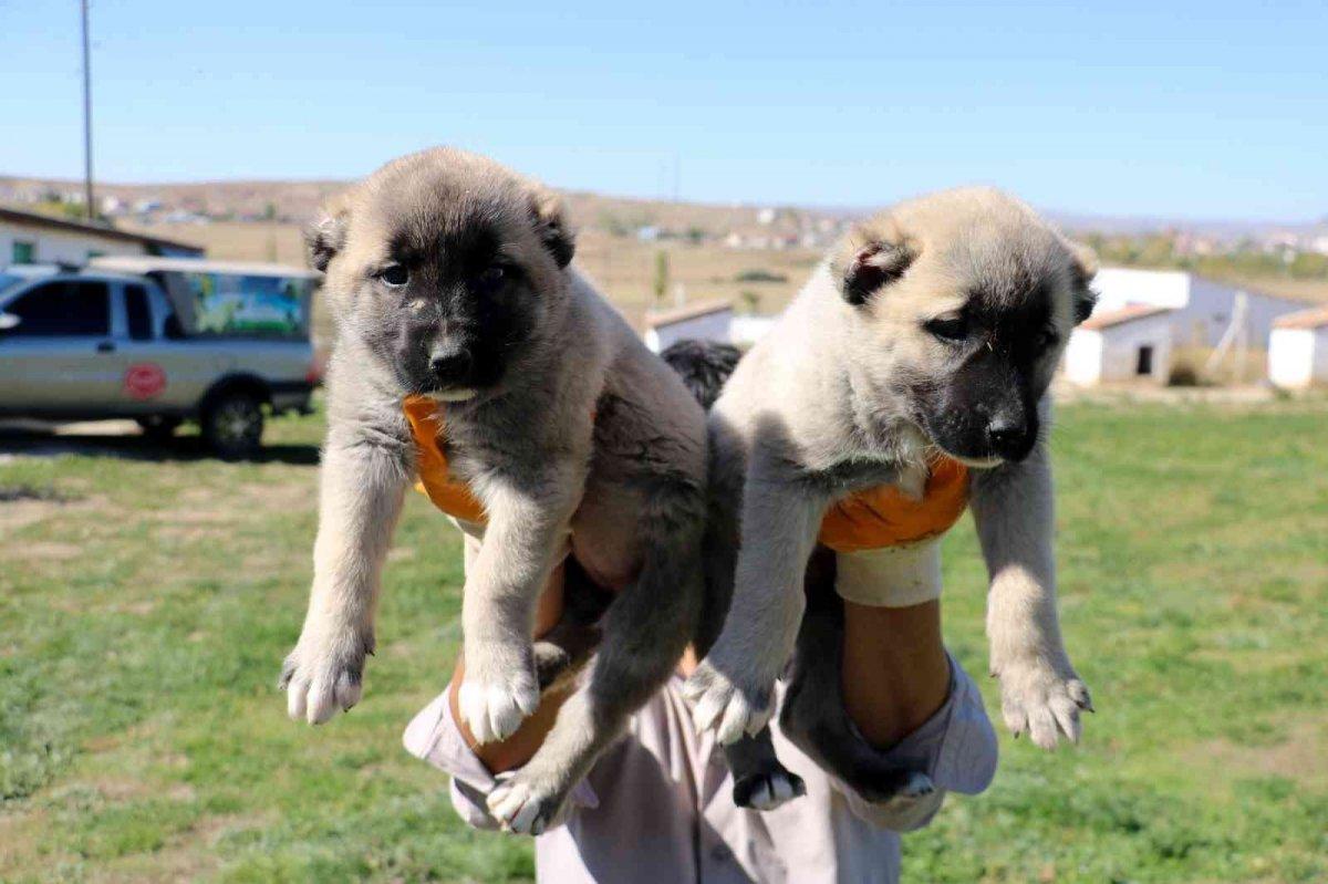 Kangal köpek yavruları 5 bin liraya kadar satılıyor