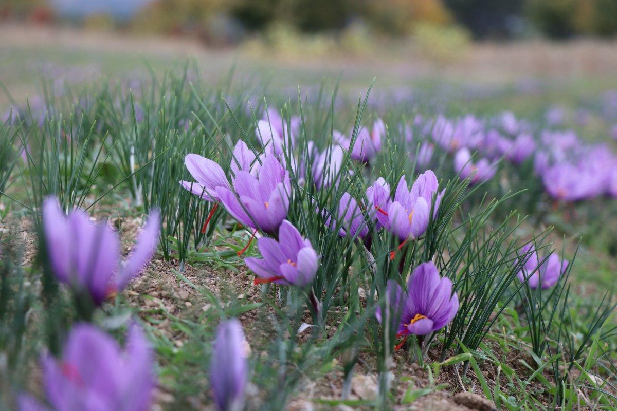 Safranbolu'da safran hasadı