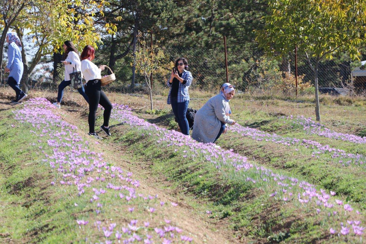 Safranbolu'da safran hasadı