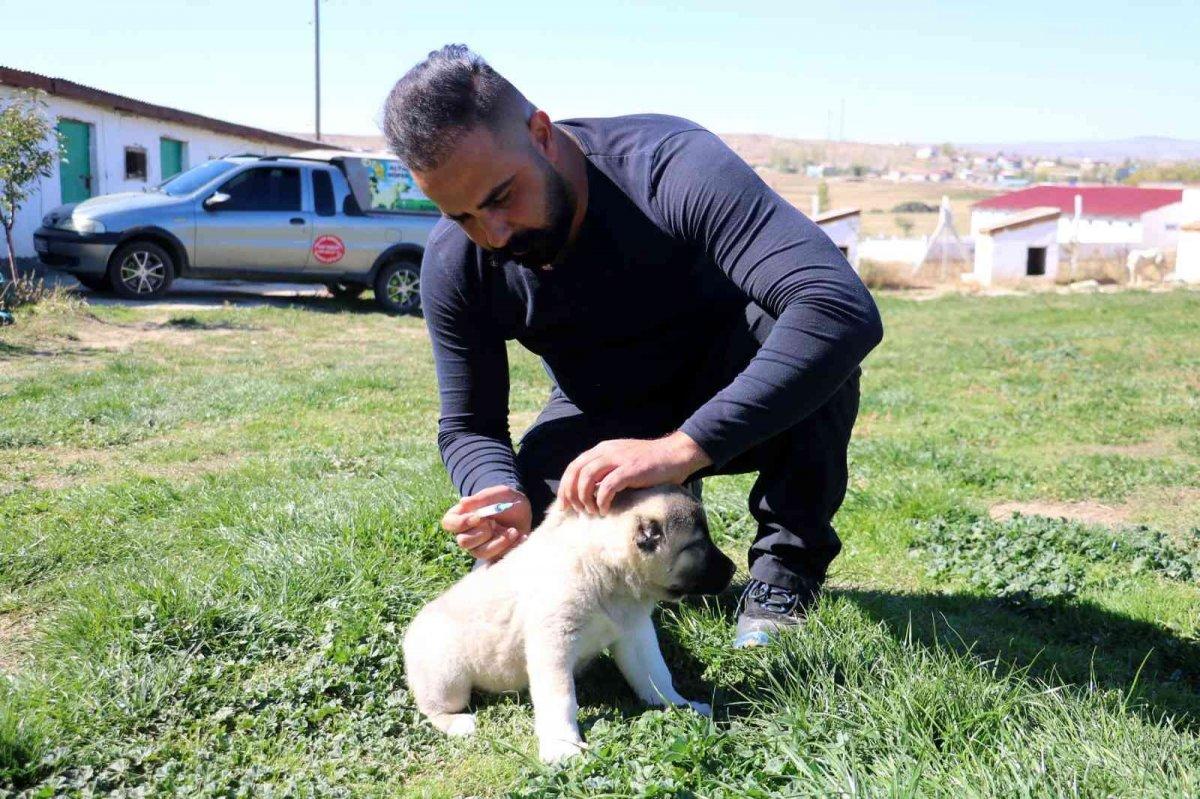 Kangal köpek yavruları 5 bin liraya kadar satılıyor
