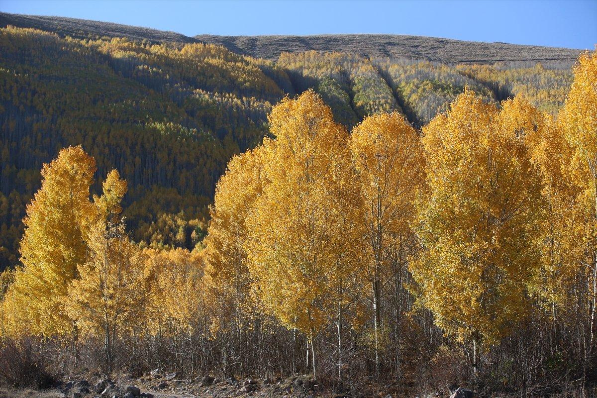 Kayseri'de titrek kavaklar, renkleriyle büyülüyor