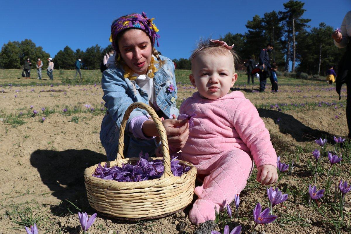 Safranbolu'da safran hasadı
