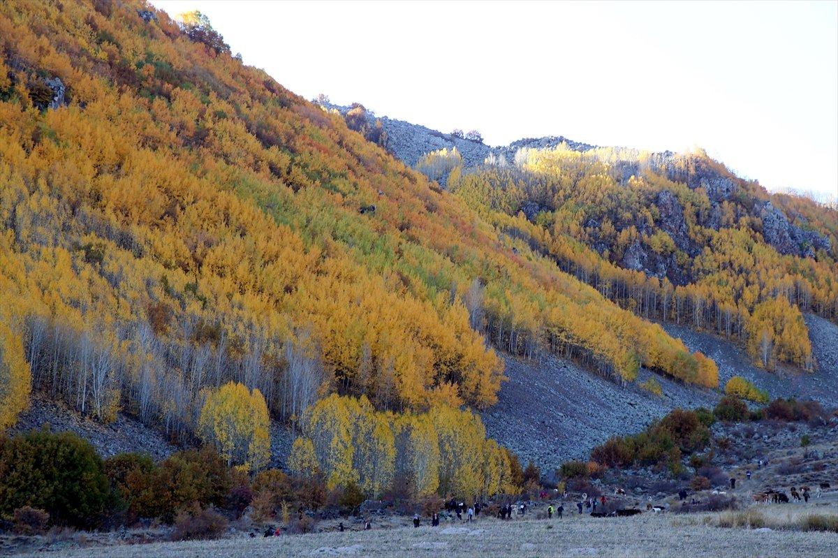 Kayseri'de titrek kavaklar, renkleriyle büyülüyor