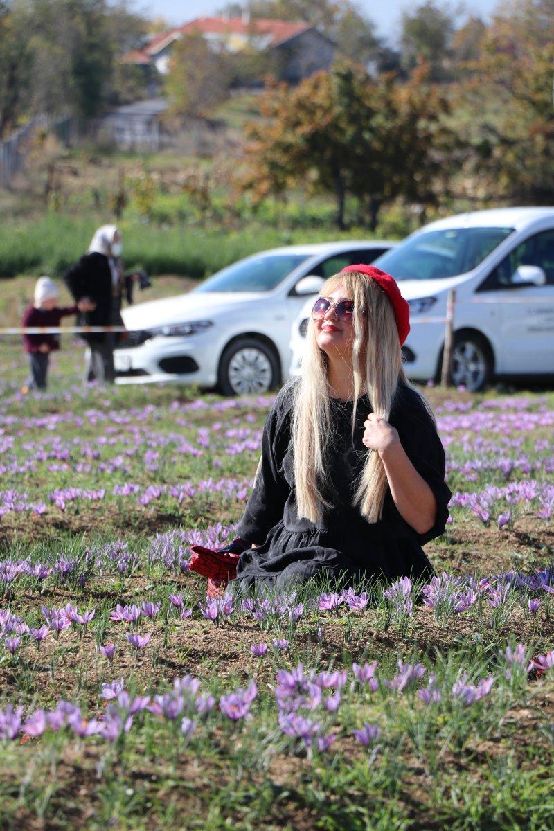 Safranbolu'da safran hasadı