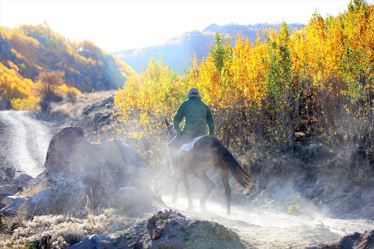 Kayseri'de titrek kavaklar, renkleriyle büyülüyor