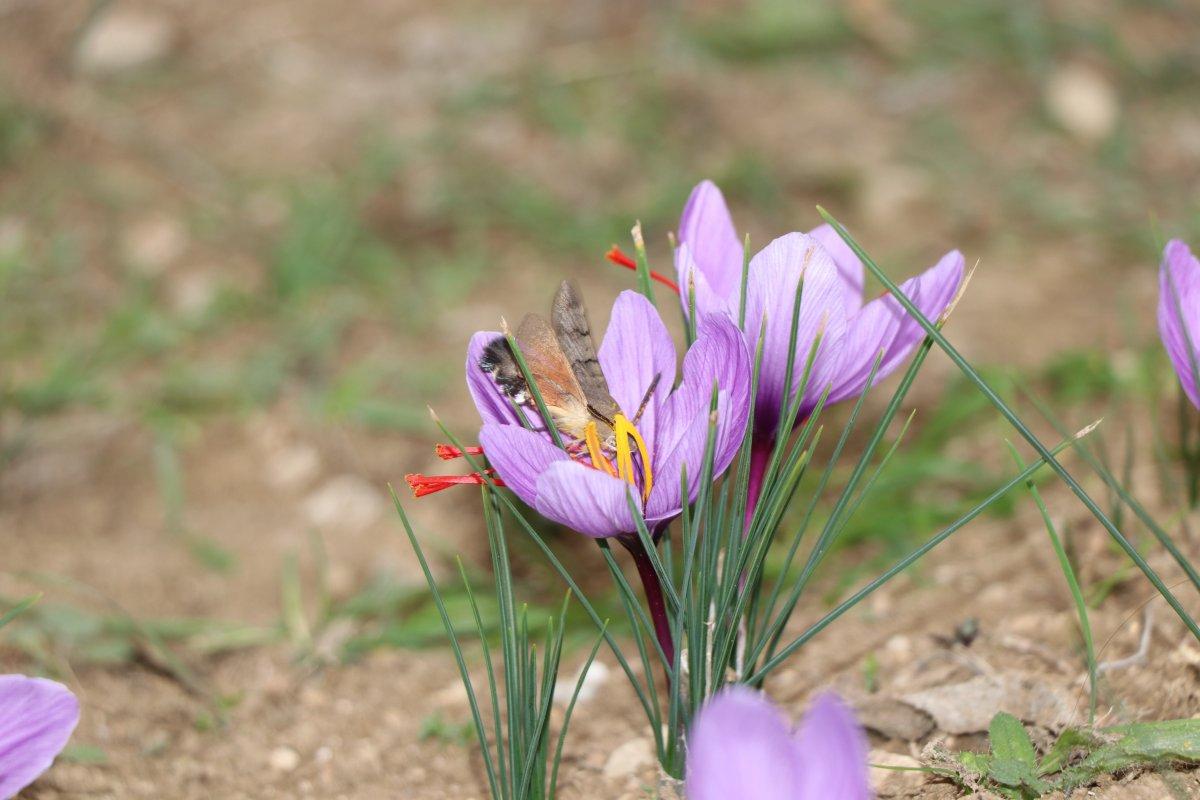 Safranbolu'da safran hasadı