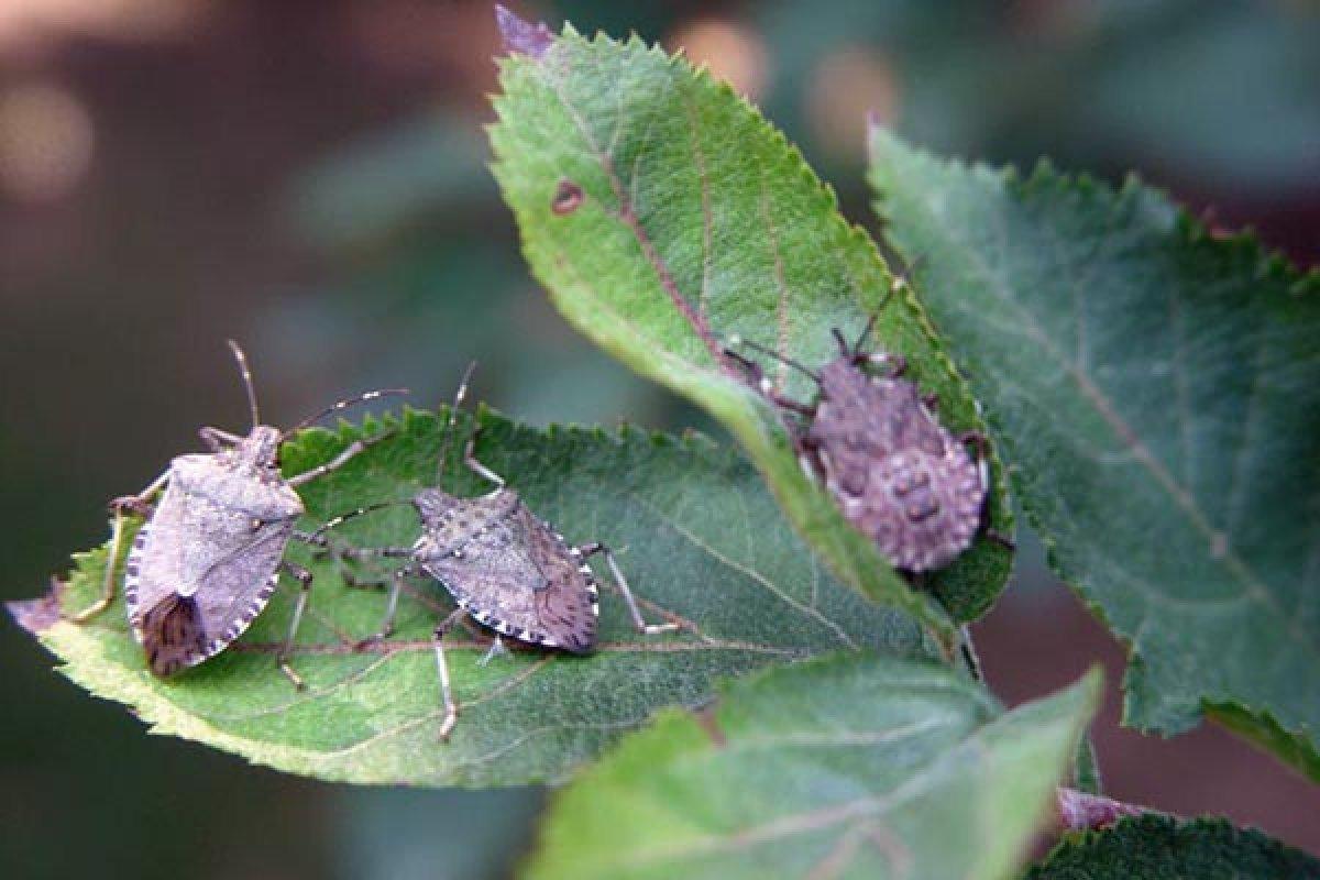 İstanbulluların başı dertte! Kokarca böceği nedir, nasıl mücadele edilir?