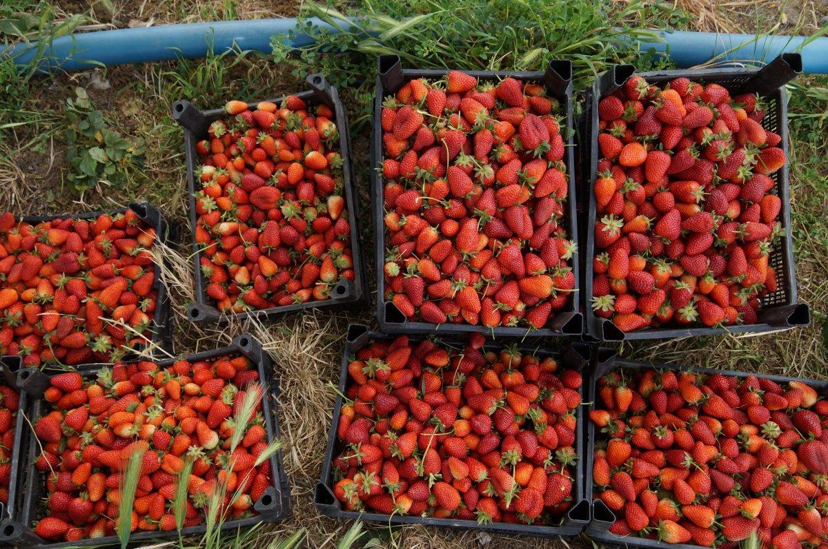 Sason çileğinde son hasat