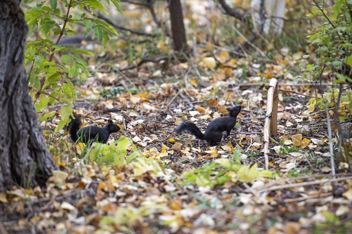 Tunceli'nin meşhur sincapları kış hazırlığına başladı