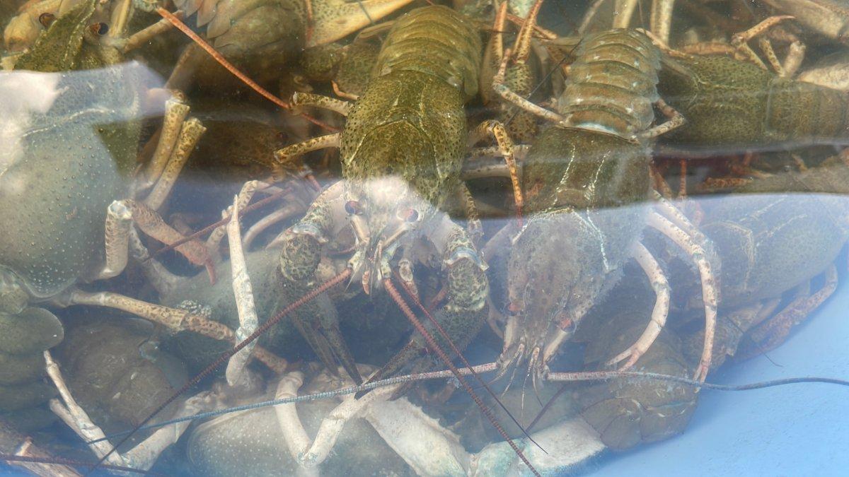 Kerevit tezgahta 30, restoranda 500 lira