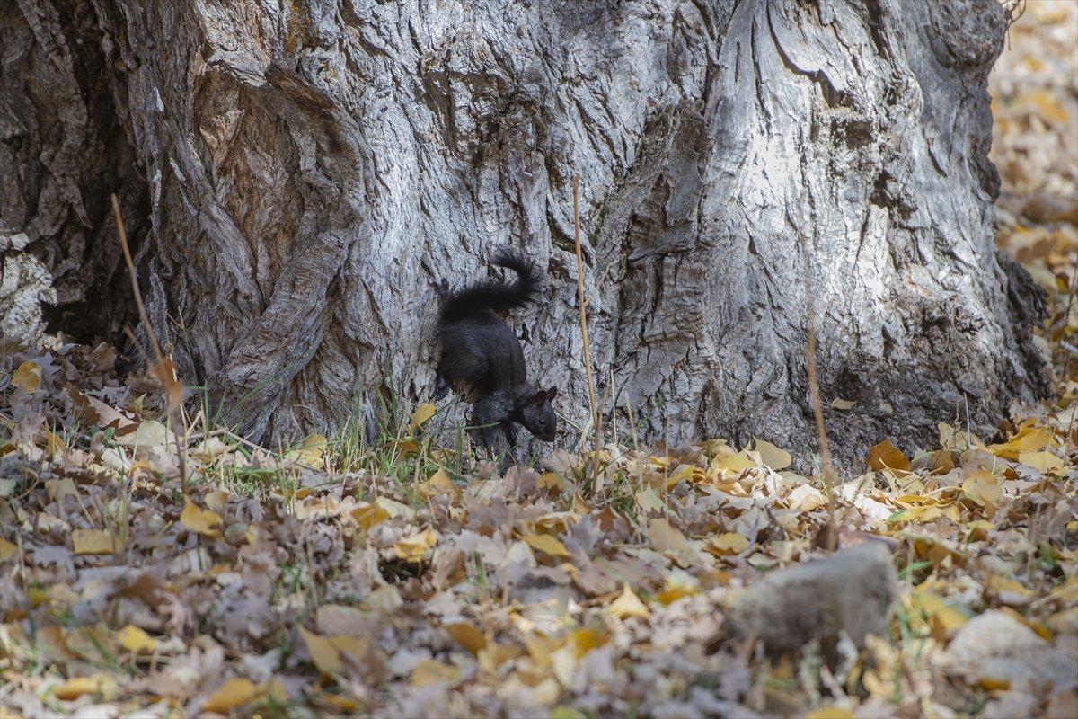 Tunceli'nin meşhur sincapları kış hazırlığına başladı