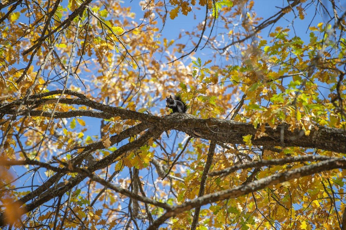 Tunceli'nin meşhur sincapları kış hazırlığına başladı