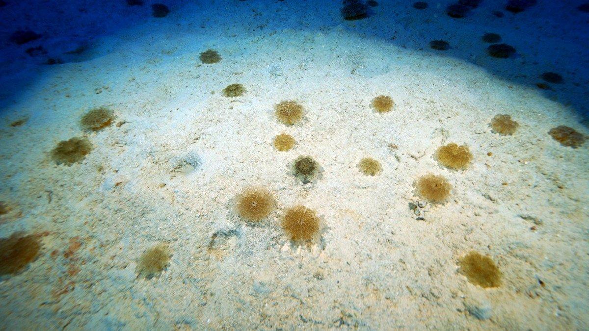 Antalya'da yakıcı denizanaları için uyarı: İnsanların hiçbir şekilde dokunmaması gerekiyor