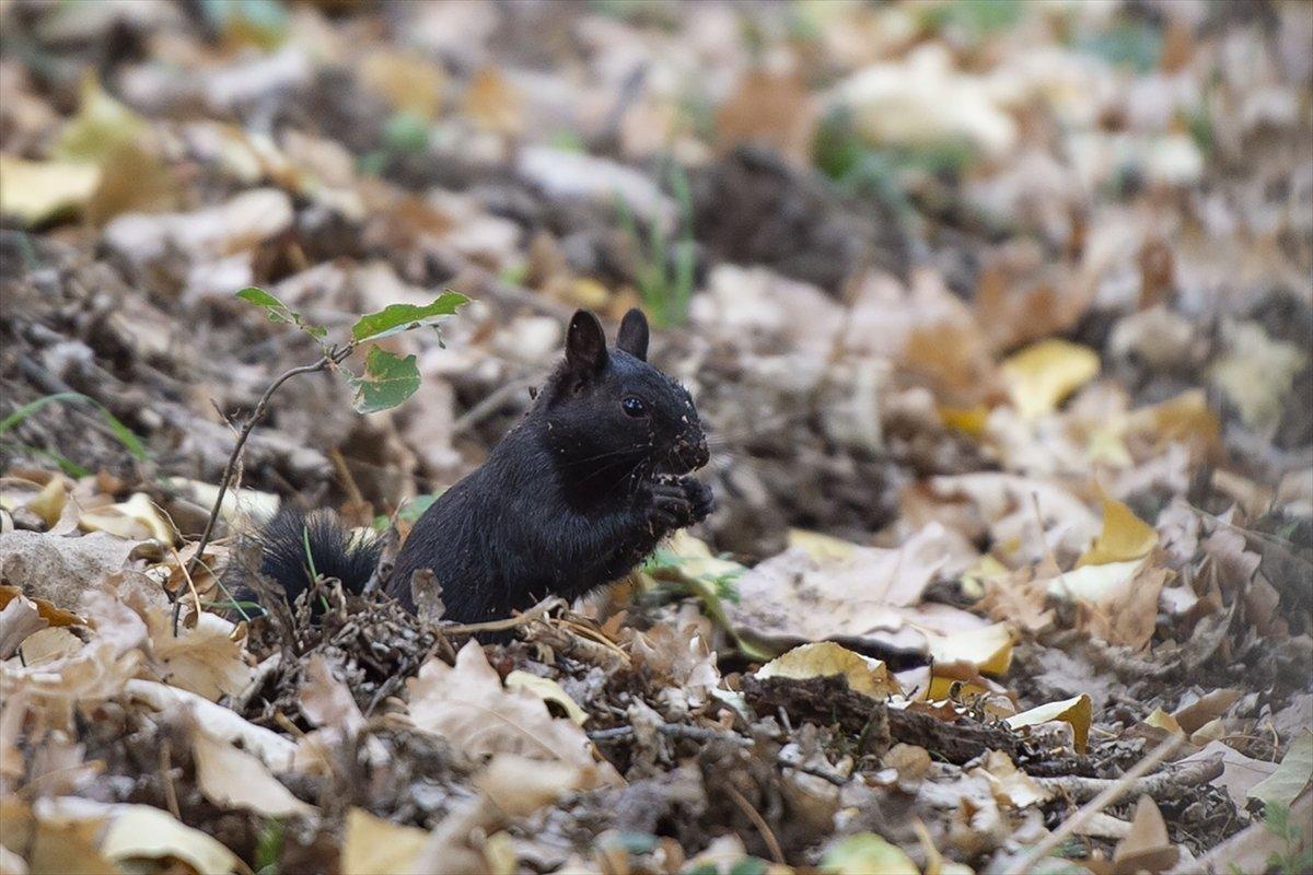 Tunceli'nin meşhur sincapları kış hazırlığına başladı