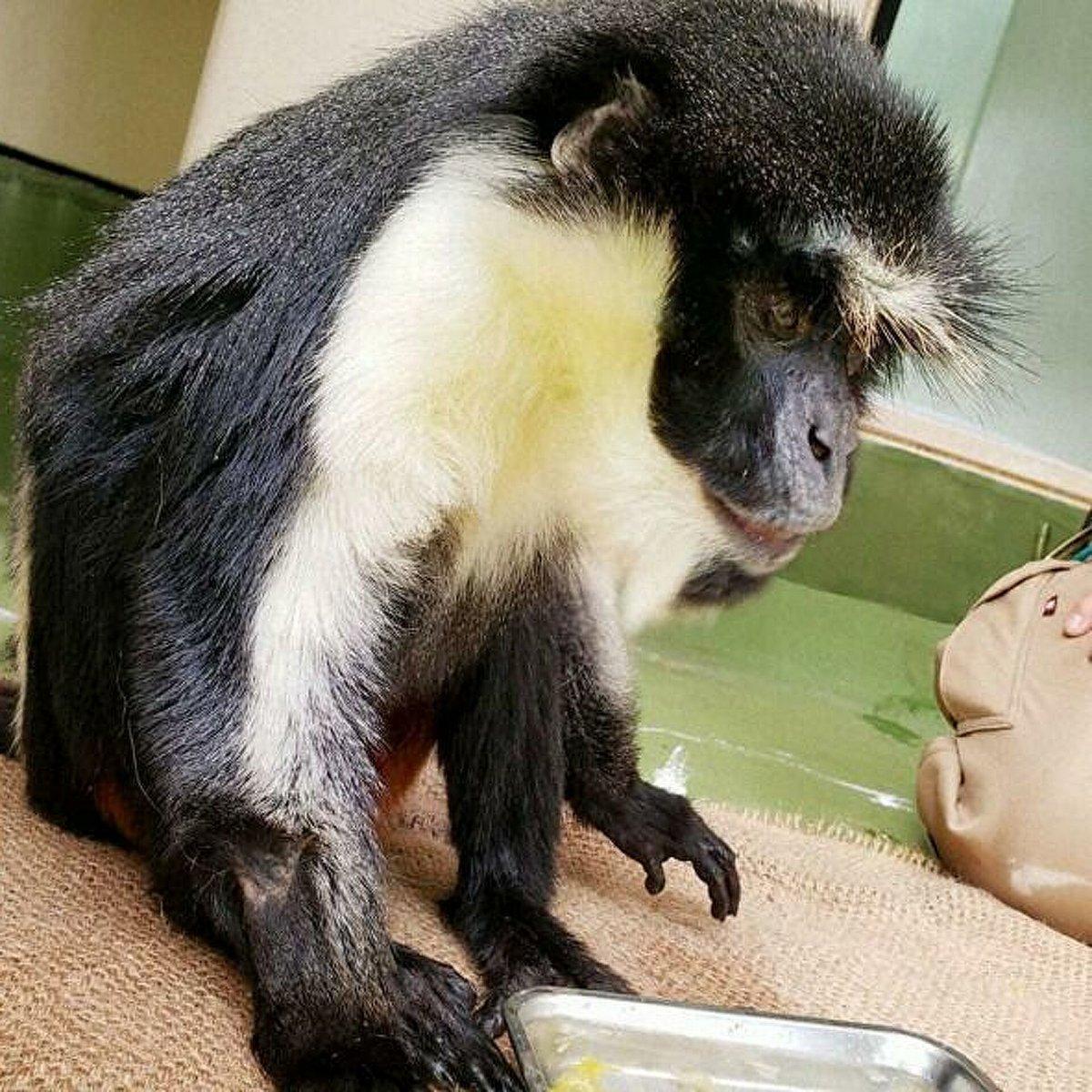 Dünyanın en yaşlı Diana maymunu, Japonya'da öldü